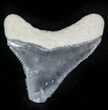 Bone Valley Megalodon Tooth #22922-1